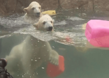 Filhotes gêmeos de urso polar são apresentados ao público em zoológico de Sendai