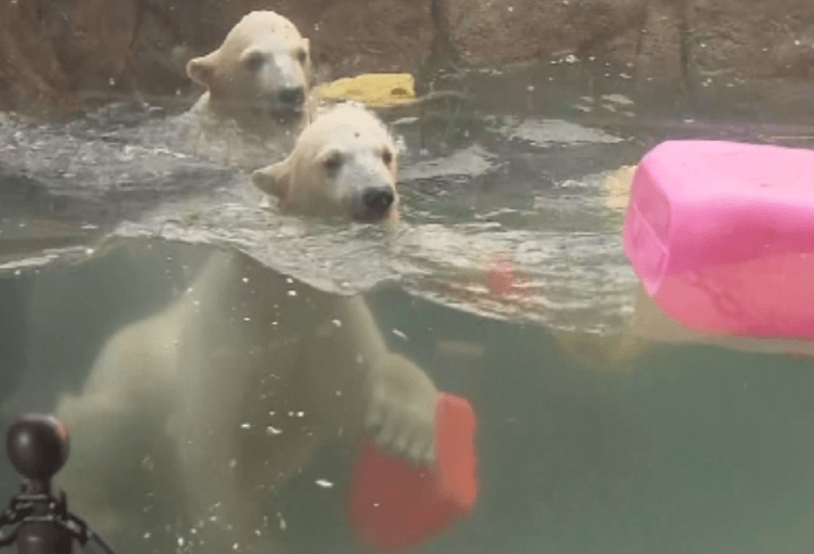 Filhotes gêmeos de urso polar são apresentados ao público em zoológico de Sendai