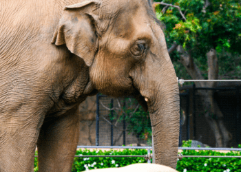 Quatro pessoas foram presas no Japão por suposta venda de marfim como presas de mamute