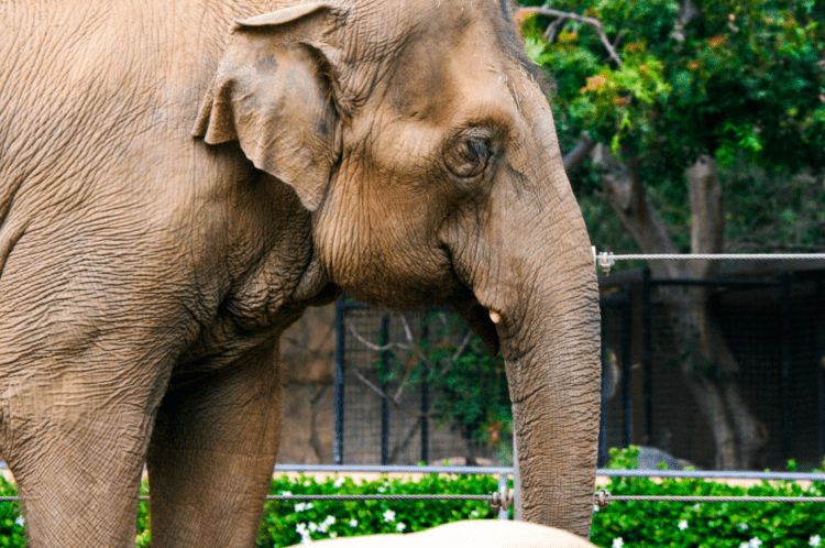 Quatro pessoas foram presas no Japão por suposta venda de marfim como presas de mamute