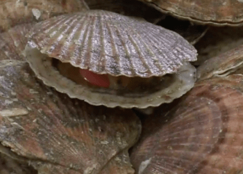 China retomará as importações dos produtos marinhos do Japão