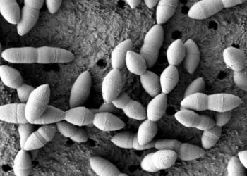 Pesquisadores japoneses identificam cepa de bactéria intestinal que potencializa medicamentos anticancerígenos