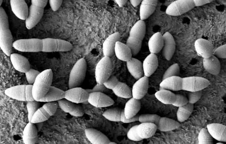 Pesquisadores japoneses identificam cepa de bactéria intestinal que potencializa medicamentos anticancerígenos