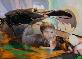 Insetos conquistam espaço como animais de estimação no Japão