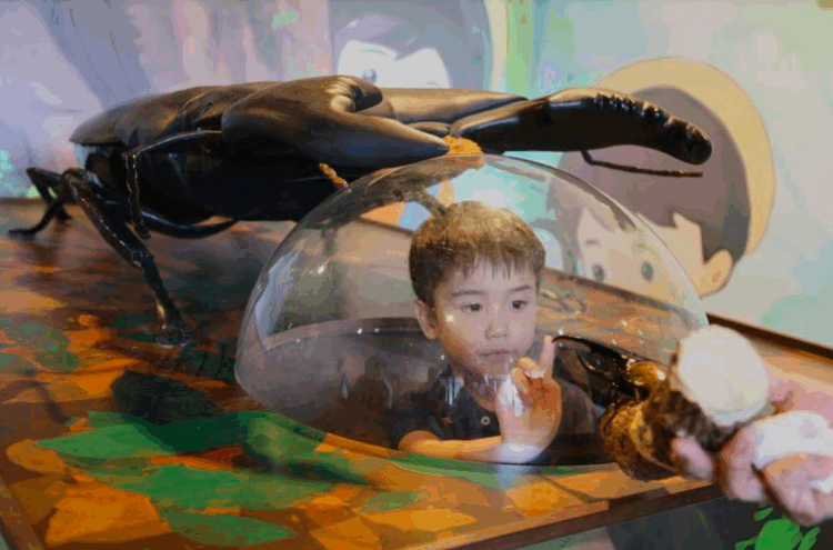 Insetos conquistam espaço como animais de estimação no Japão