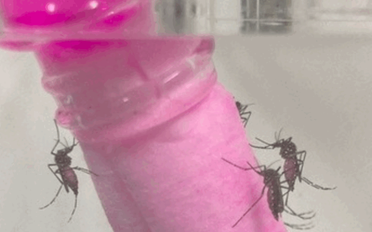 Japão identifica mecanismo para impedir reprodução de mosquitos transmissores de doenças
