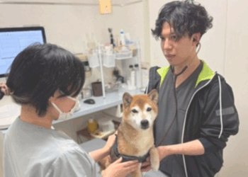 Veterinário alerta para risco elevado de insolação em cães e gatos no Japão