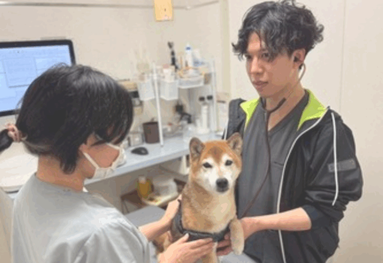 Veterinário alerta para risco elevado de insolação em cães e gatos no Japão