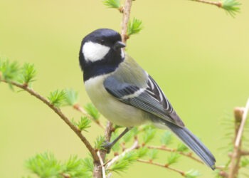 Estudo revela linguagem complexa entre pássaros