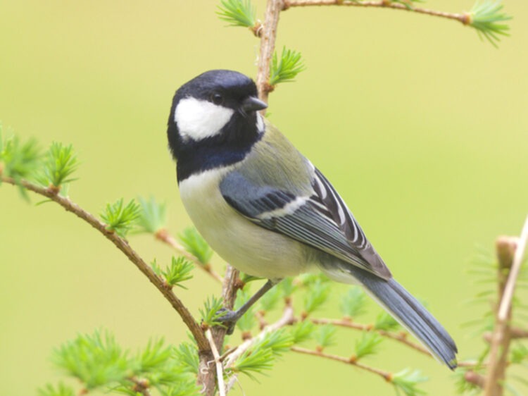 Estudo revela linguagem complexa entre pássaros
