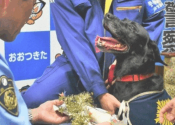 Cadela labrador ajuda polícia a localizar idosa desaparecida em Otsu