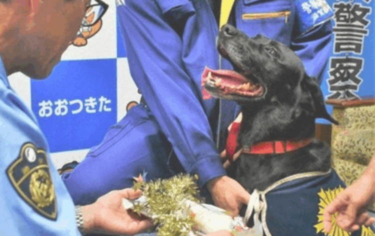 Cadela labrador ajuda polícia a localizar idosa desaparecida em Otsu