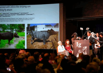 Pesquisas inusitadas ganham o Prêmio Ig Nobel 2025 em Boston