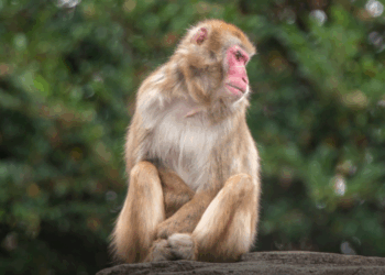 Macacos causam caos em cidade de águas termais no Japão