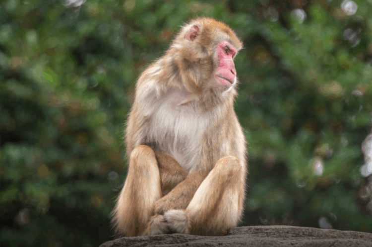 Macacos causam caos em cidade de águas termais no Japão