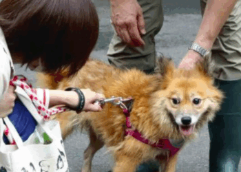 Adotar cães de abrigo traz bem-estar e vitalidade a japoneses de meia-idade