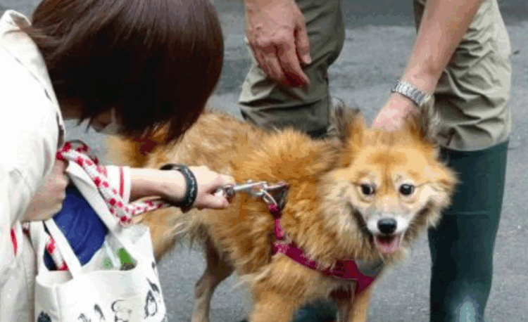 Adotar cães de abrigo traz bem-estar e vitalidade a japoneses de meia-idade
