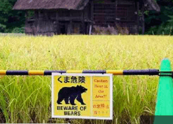 Turista espanhol é atacado por urso em ponto turístico de Shirakawa-go