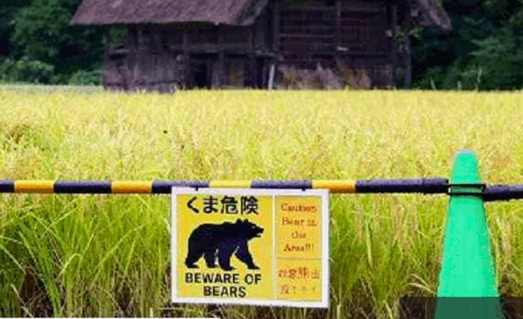 Turista espanhol é atacado por urso em ponto turístico de Shirakawa-go