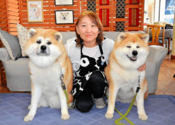 Cães Akita salvam tradicional pousada em cidade natal de Hachiko