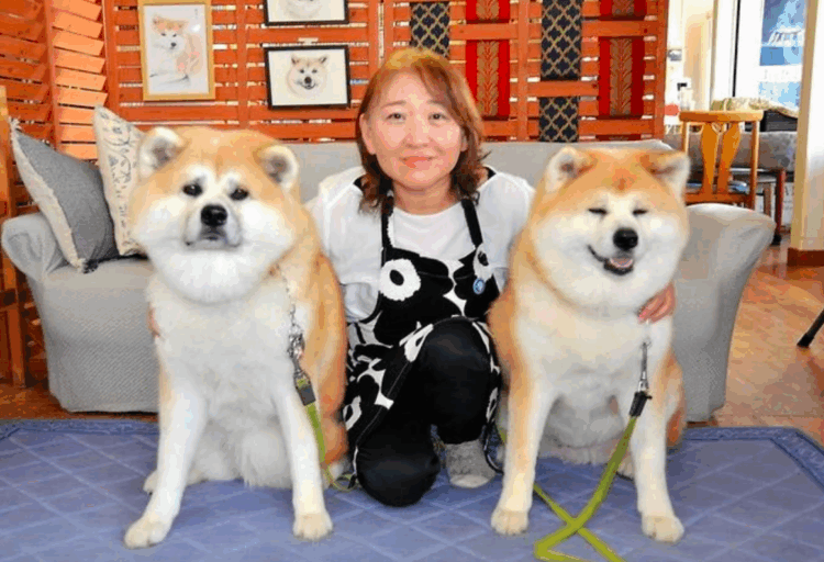 Cães Akita salvam tradicional pousada em cidade natal de Hachiko