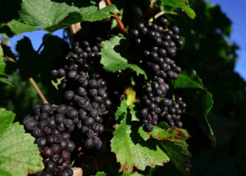 Aquecimento global ameaça o futuro do Pinot Noir em Yoichi, no norte do Japão