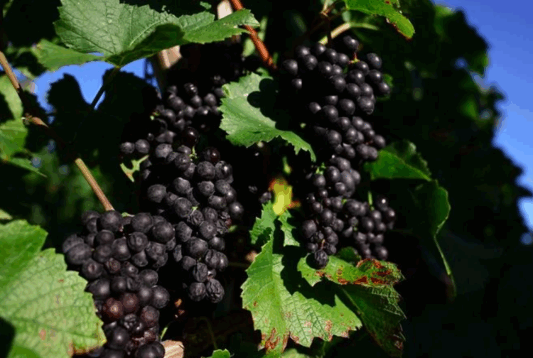 Aquecimento global ameaça o futuro do Pinot Noir em Yoichi, no norte do Japão
