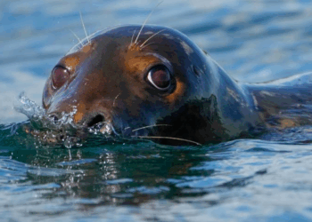 Republicanos buscam enfraquecer lei ambiental dos EUA que protege baleias e mamíferos marinhos