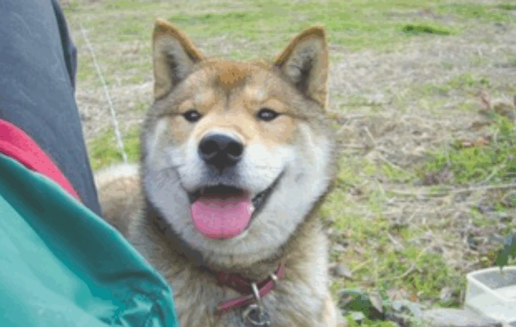 Demência canina cresce no Japão conforme cães vivem mais, alertam especialistas