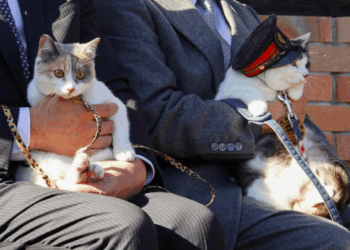 Gata Yontama assume como chefe de estação no Japão