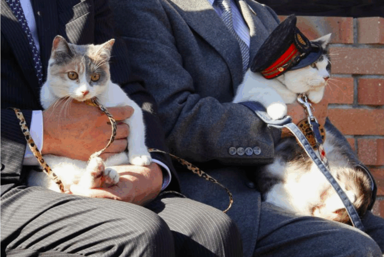 Gata Yontama assume como chefe de estação no Japão