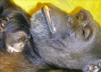 Chimpanzé “gênio” Ai morre aos 49 anos no Japão