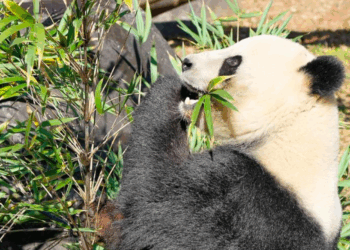 Pandas gêmeos deixam Tóquio e Japão ficará sem pandas