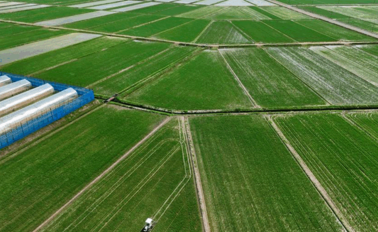 Clima ameaça arroz e eleva risco de desastres no Japão