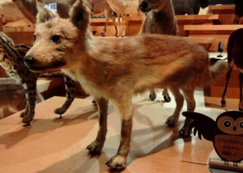 Mistério do lobo extinto intriga Japão há décadas