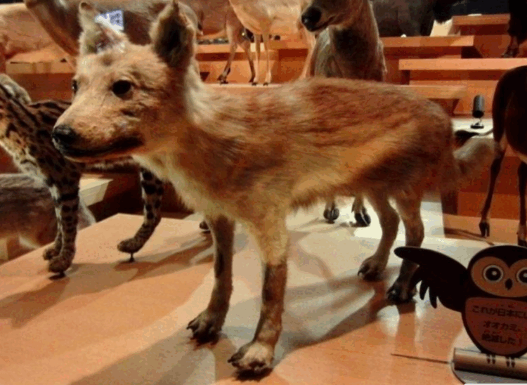 Mistério do lobo extinto intriga Japão há décadas