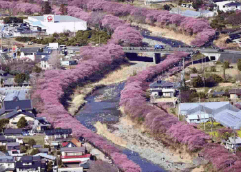 Cerejeiras precoces florescem e atraem visitantes em Kawazu