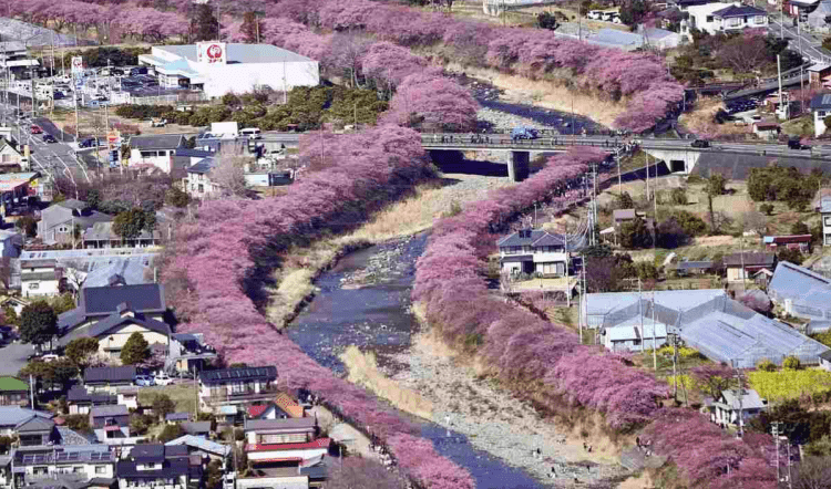 Cerejeiras precoces florescem e atraem visitantes em Kawazu