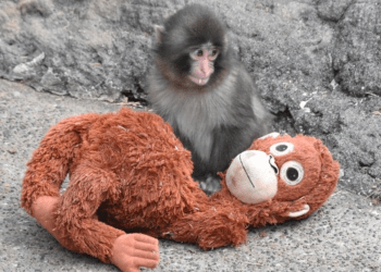 Filhote de macaco emociona ao adotar pelúcia como “mãe”
