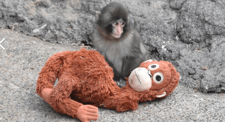 Filhote de macaco emociona ao adotar pelúcia como “mãe”