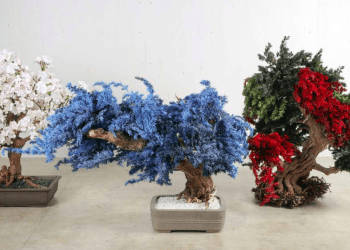 Artista reinventa árvores mortas com “bonsai seco” e conquista o mundo