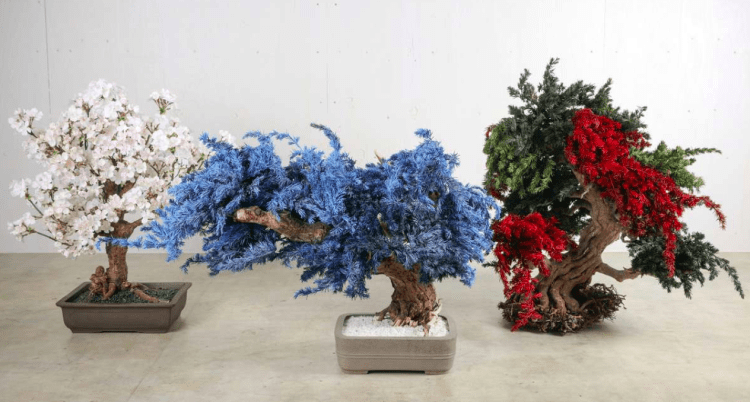 Artista reinventa árvores mortas com “bonsai seco” e conquista o mundo