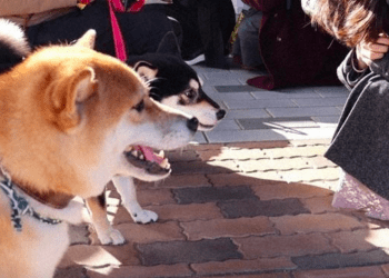 Shiba Inu impulsiona turismo e resgata história em Shimane
