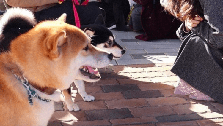 Shiba Inu impulsiona turismo e resgata história em Shimane