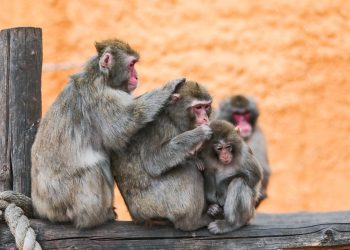 Macacos no Japão apresentam sintomas de alergia ao pólen