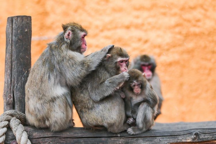 Macacos no Japão apresentam sintomas de alergia ao pólen