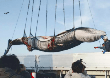 Japão inicia temporada de caça à baleia em Hokkaido