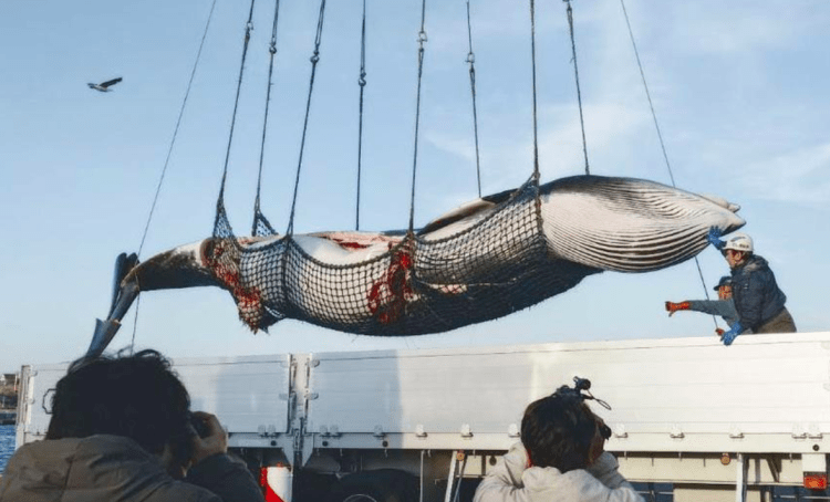 Japão inicia temporada de caça à baleia em Hokkaido