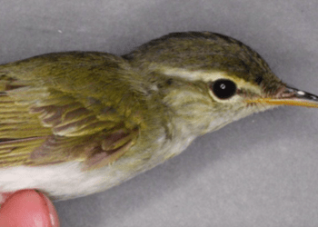 Japão identifica primeira nova espécie de ave em 45 anos