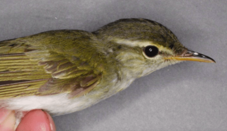 Japão identifica primeira nova espécie de ave em 45 anos